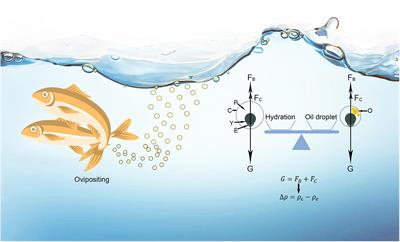 The Evolution of Alternative Buoyancy Mechanisms in Freshwater Fish Eggs